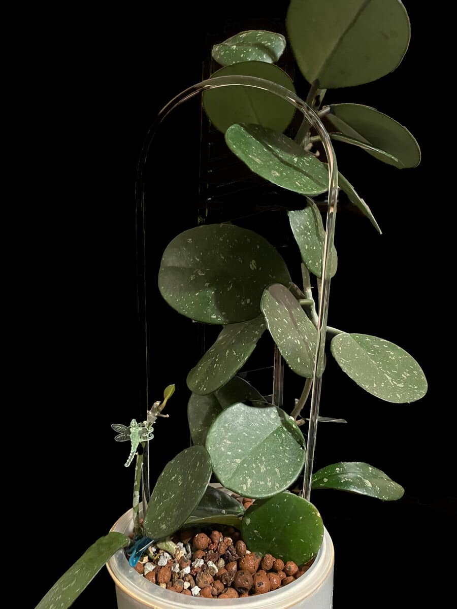 Hoya obovata image 0