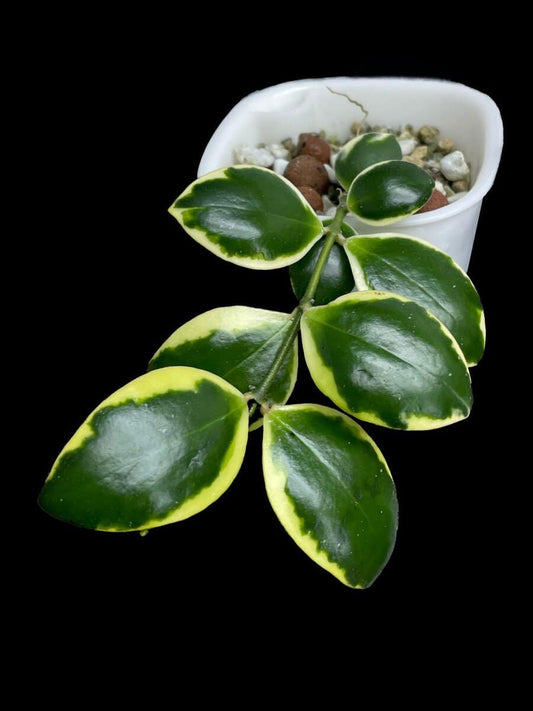 Hoya incurvula 'Palta' image 0