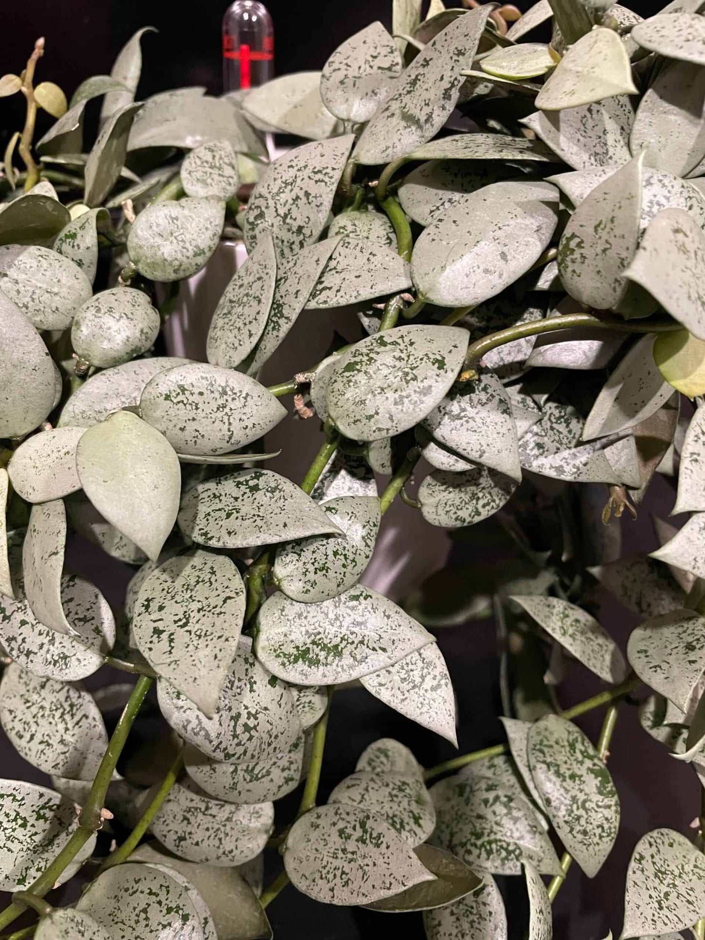 Hoya lacunosa 'Jawa Barat' image 0