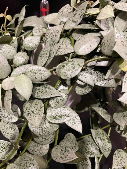 Hoya lacunosa 'Jawa Barat' image 0