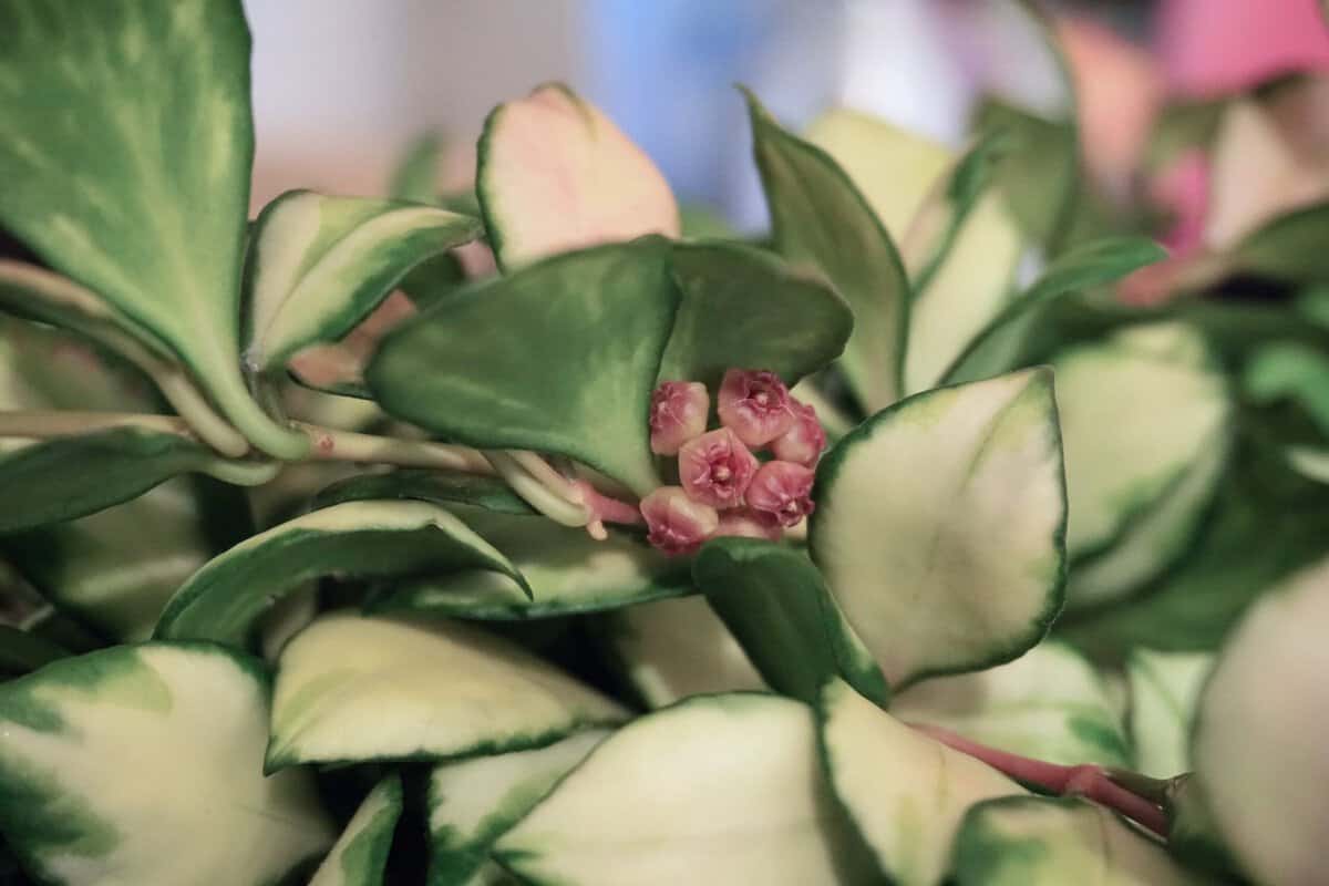 Hoya heuschkeliana (inner variegated) image 1