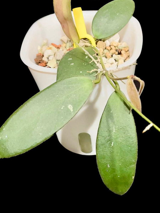 Hoya sp. Sabah ‘Dragonfly’ (EPC-960) image 0
