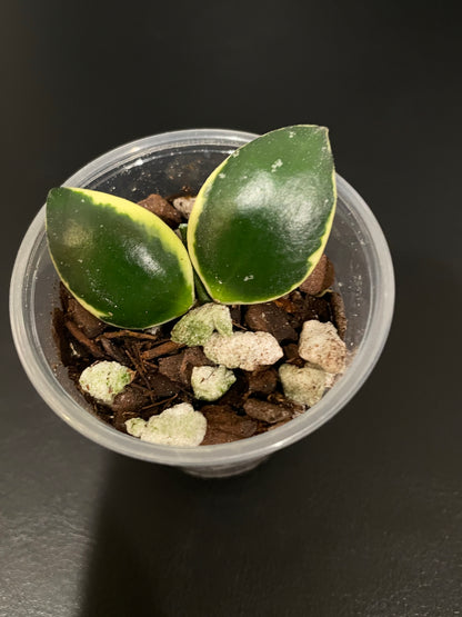 Hoya incurvula 'Palta'