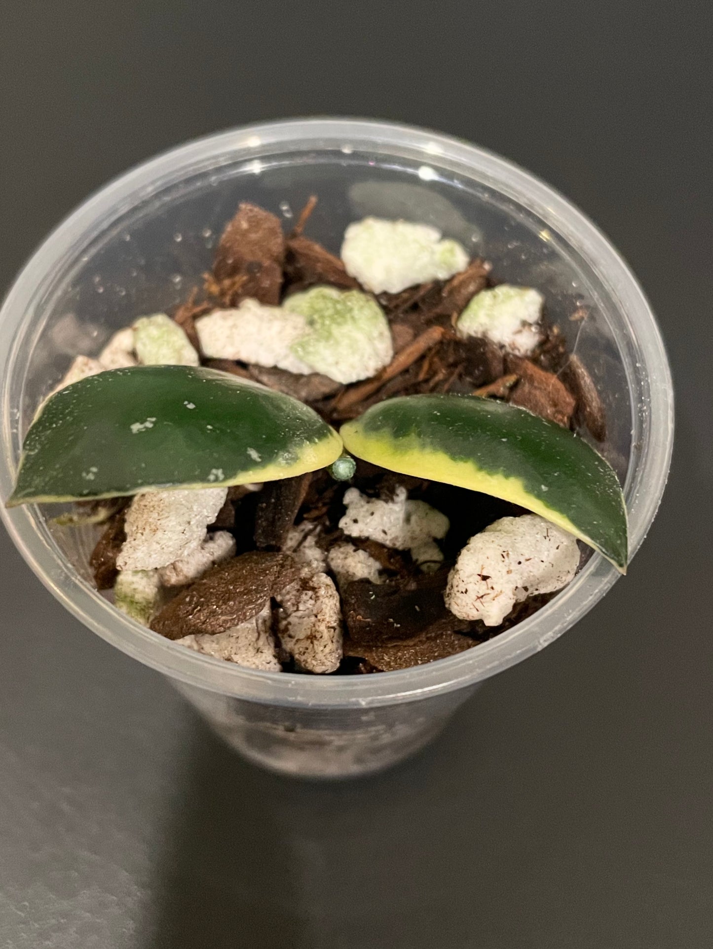 Hoya incurvula 'Palta'