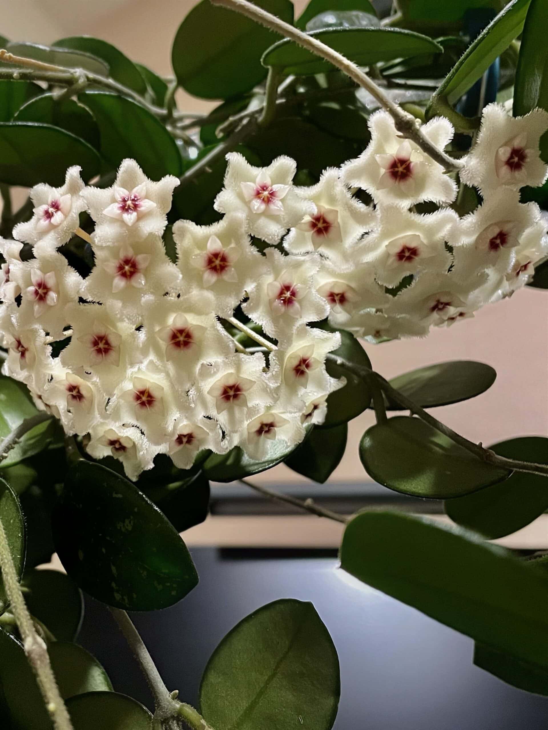 Hoya ‘Mathilde’ image 1