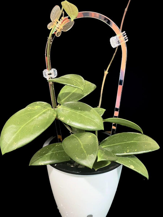 Hoya HLG-040-B image 0