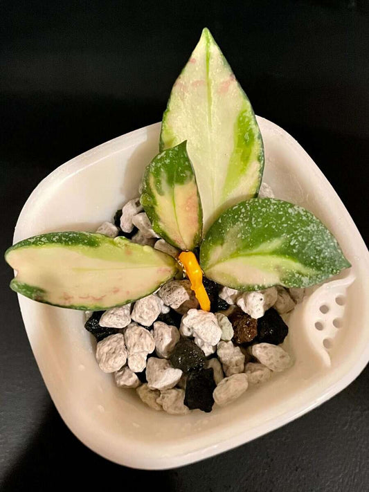 Hoya nabawanensis (variegated) image 0