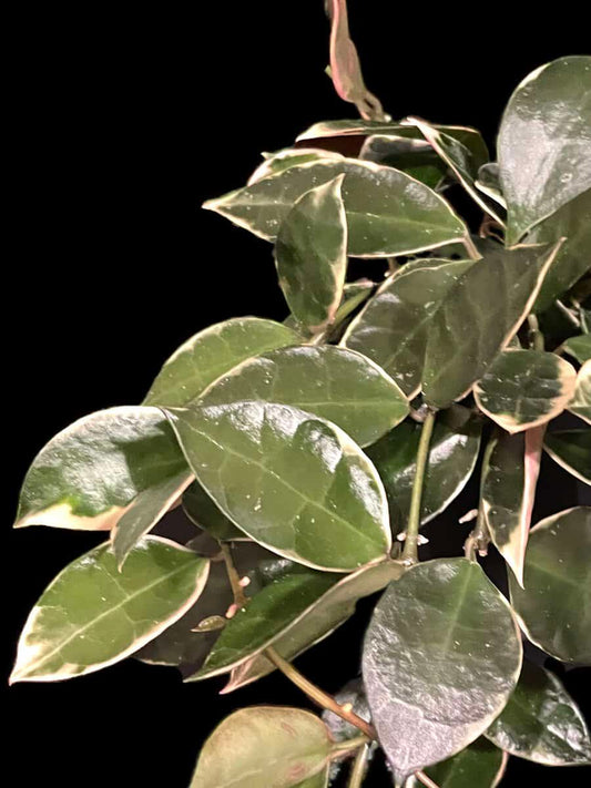Hoya lacunosa 'Asami' (clone 2) image 0