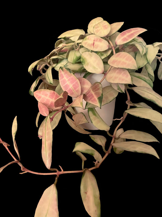 Hoya walliniana (variegated) image 0