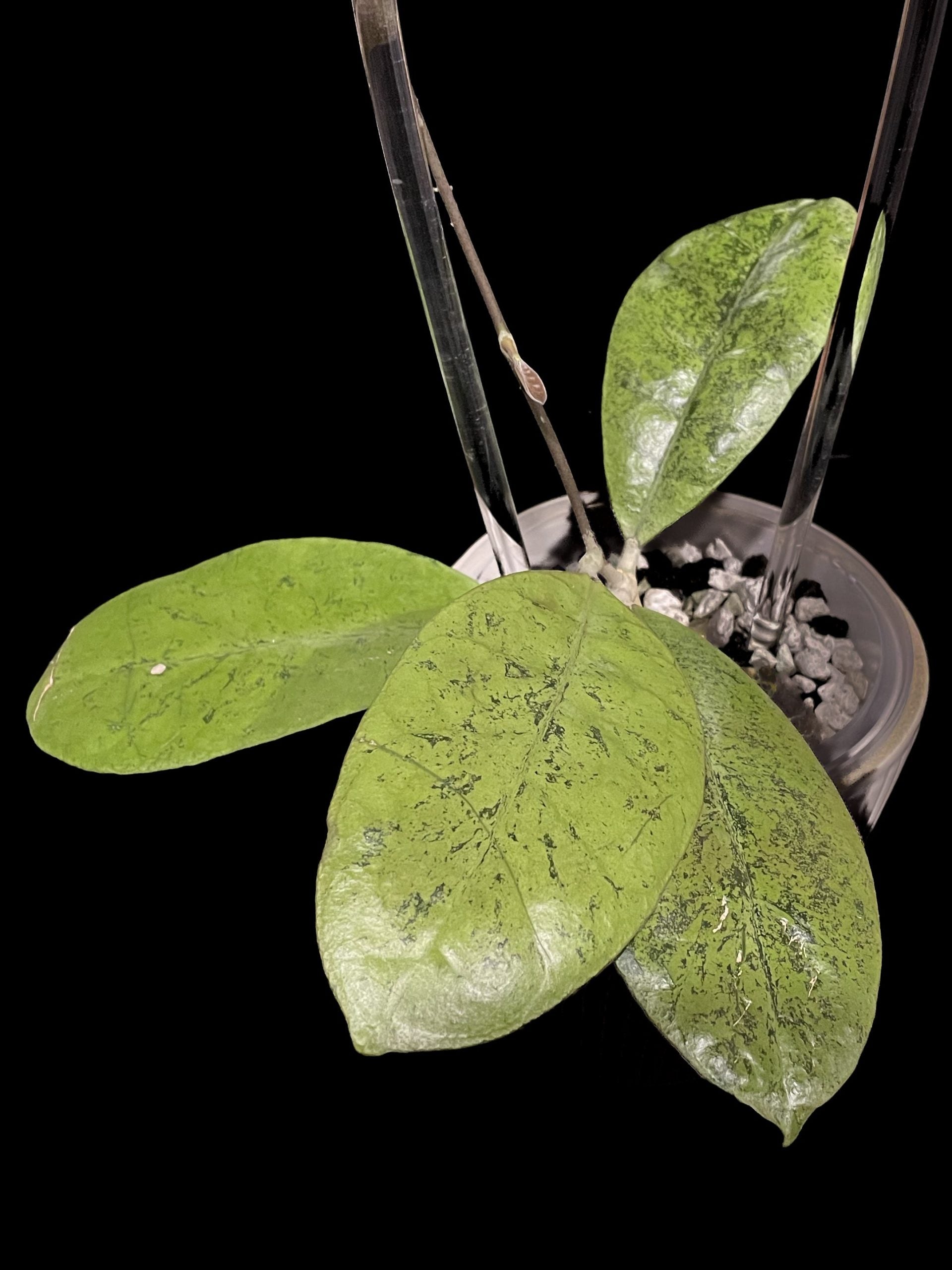 Hoya sp. Kapuas Hulu (round leaf) (aff. forbesii silver) image 0