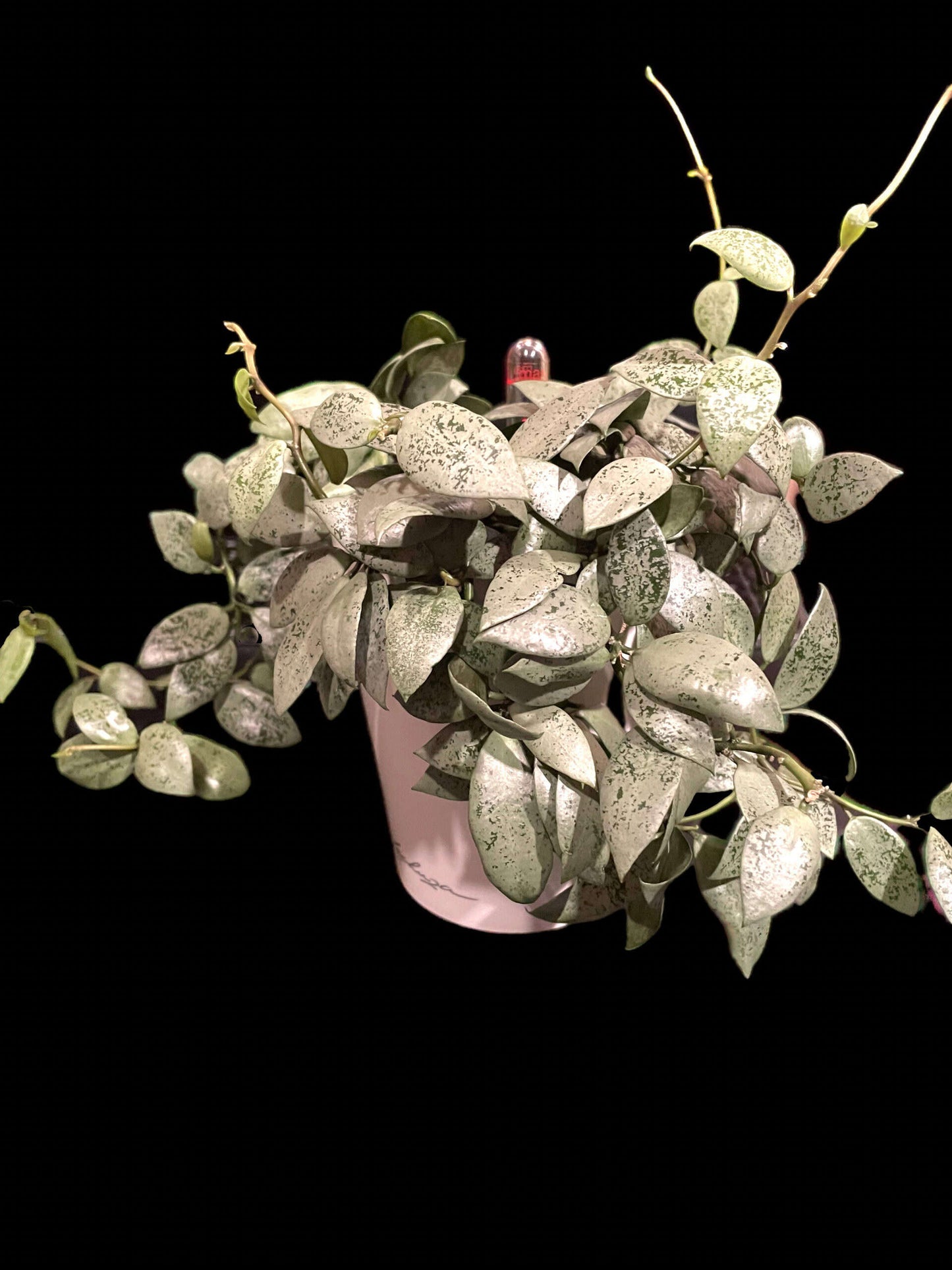 Hoya lacunosa 'Jawa Barat' image 1