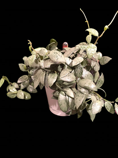 Hoya lacunosa 'Jawa Barat' image 1