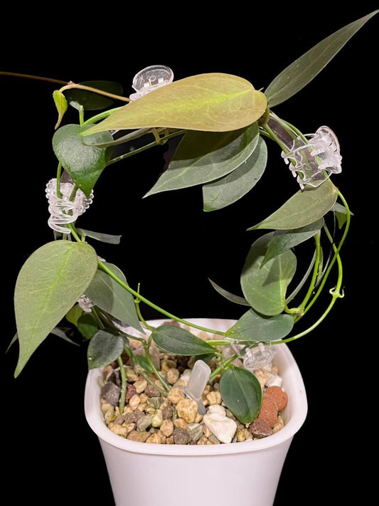 Hoya carrii (NS13-064) image 0