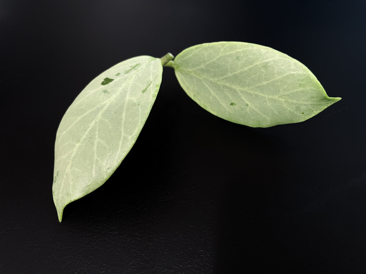 Hoya ‘Cryptic Chrome’ (CML-09-21-A)