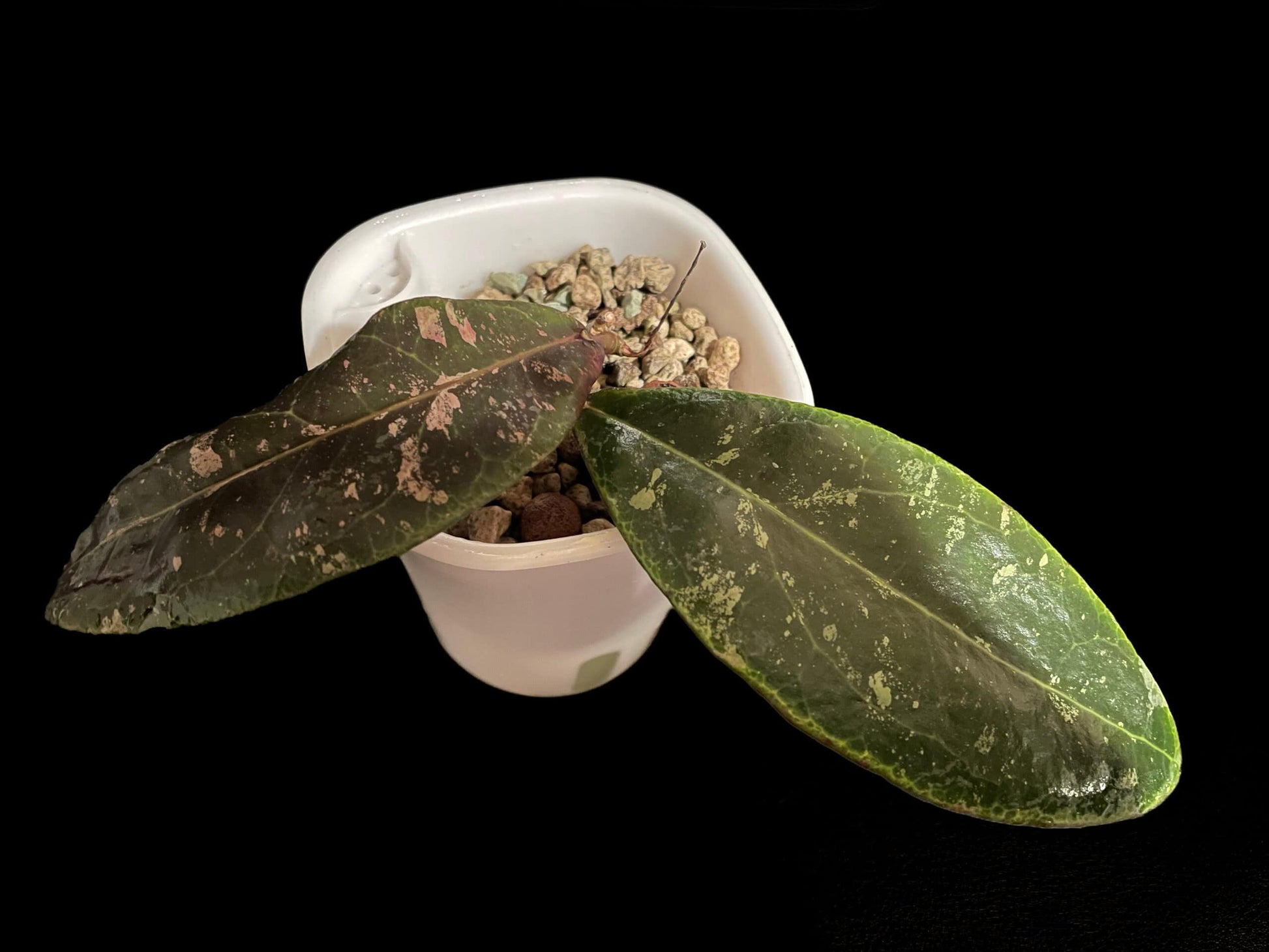 Hoya rintzii (Borneo) image 1