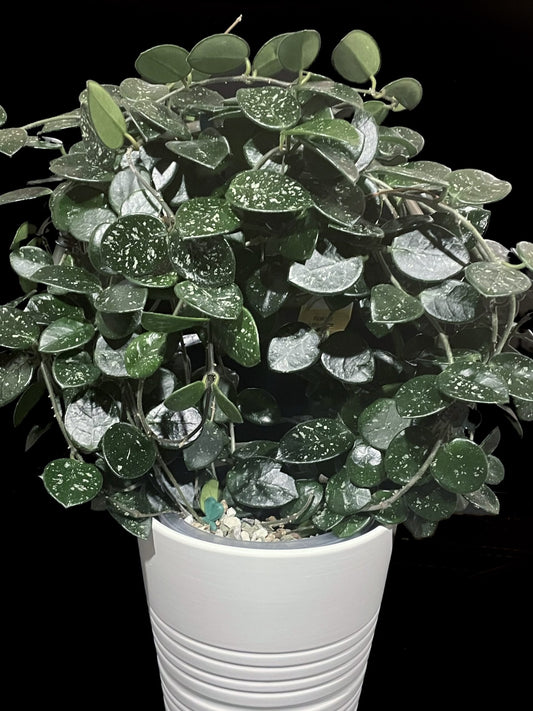 Hoya ‘Mathilde’ image 0