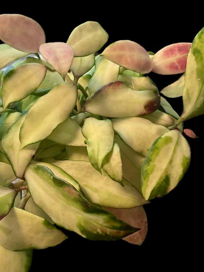 Hoya walliniana (variegated) image 2