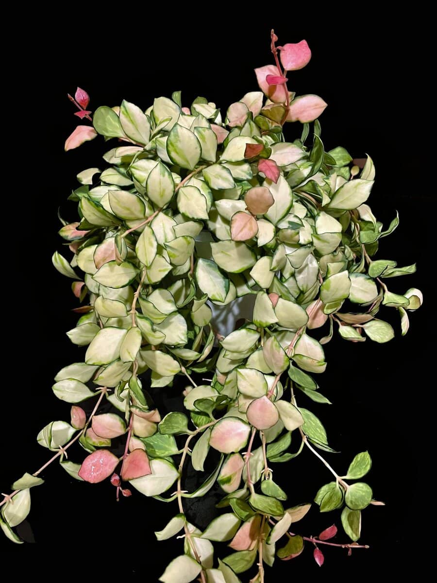 Hoya heuschkeliana (inner variegated) image 0