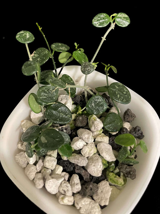 Hoya serpens image 0
