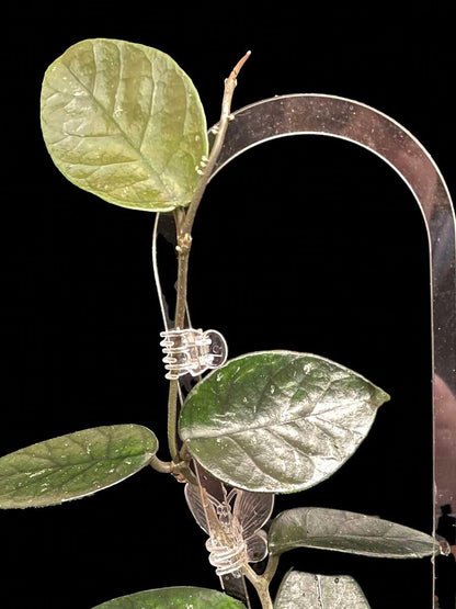 Hoya nutans image 0