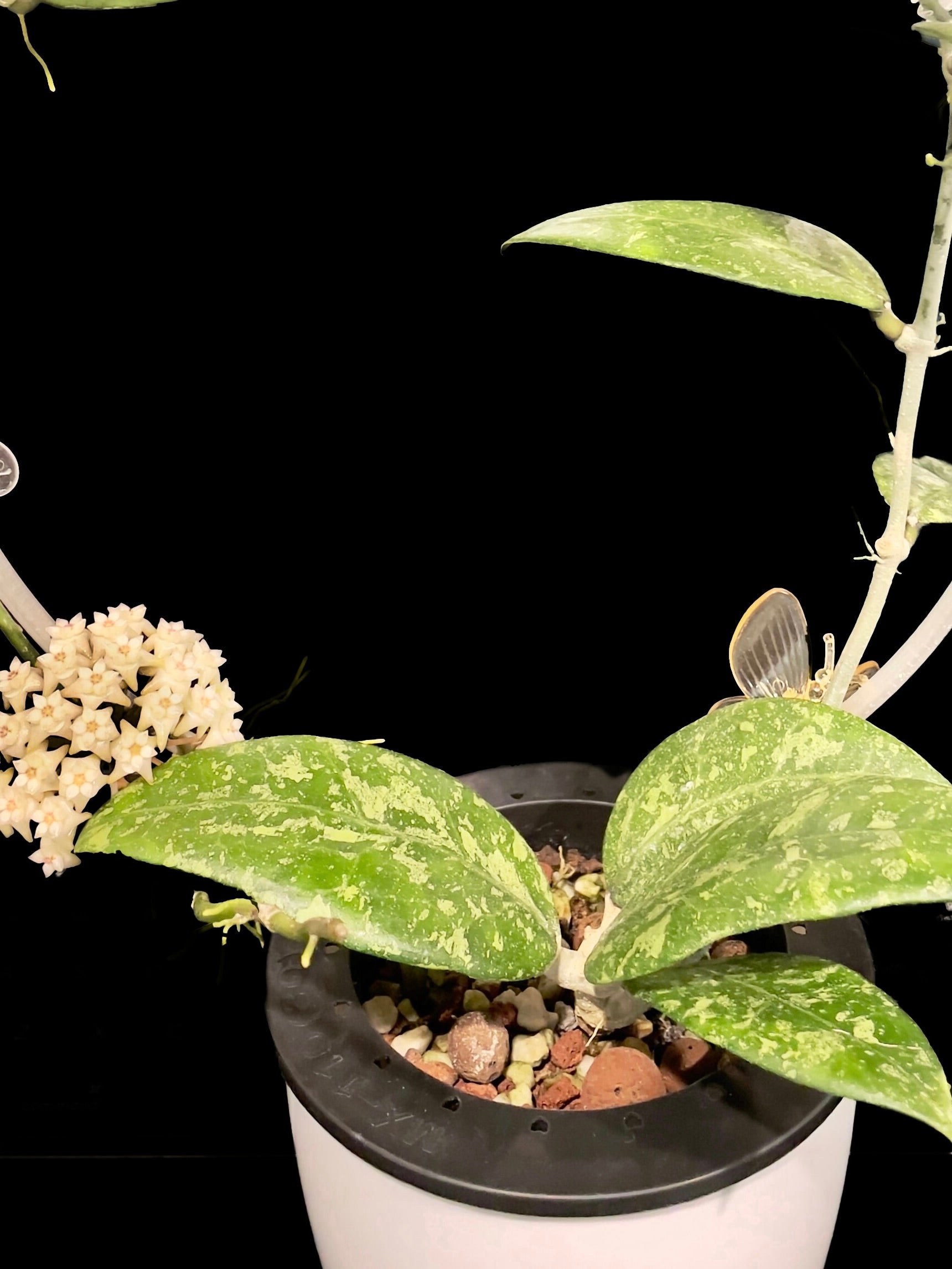 Hoya sp. Ko Chang Island IML-1508 image 0