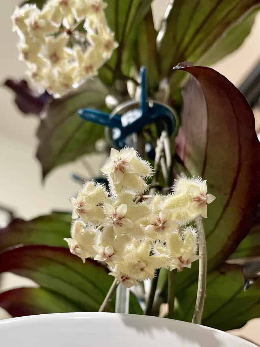 Hoya erythrina image 1