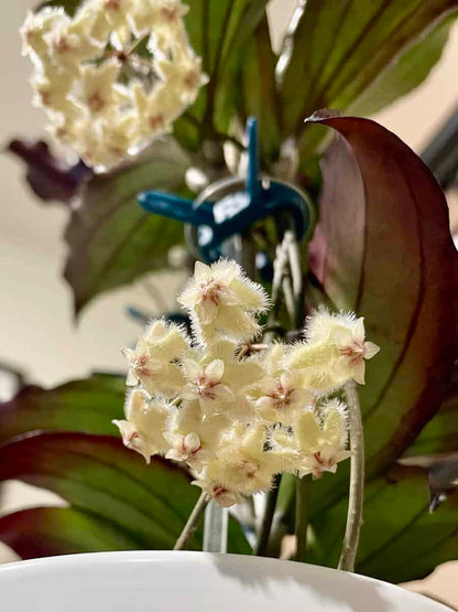Hoya erythrina image 1