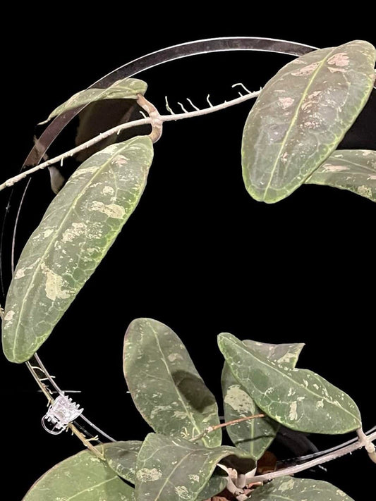 Hoya rintzii (Borneo) image 0
