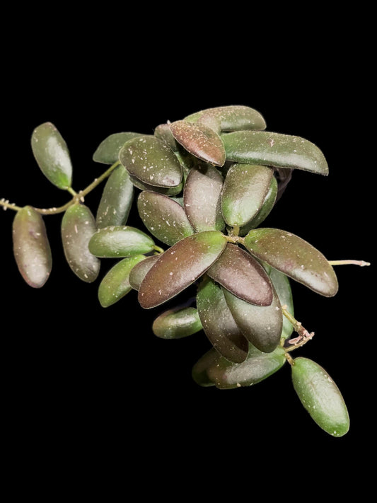 Hoya GPS-7240 (grapes) image 0