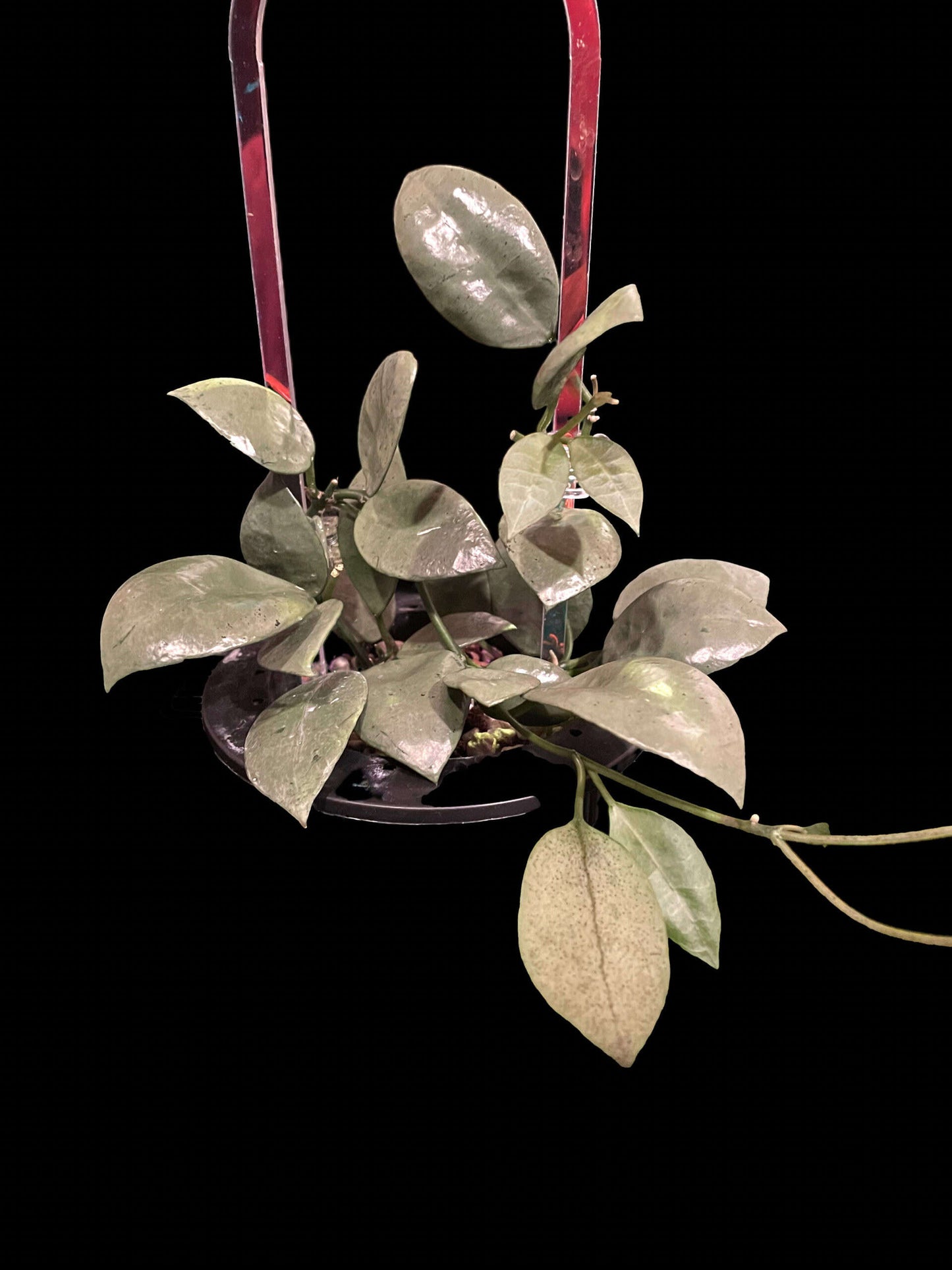 Hoya lacunosa 'Full Moon' image 1