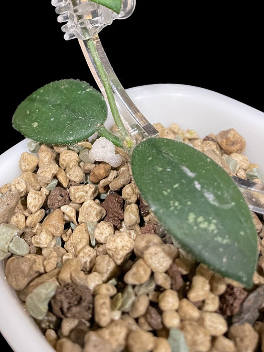 Hoya edamame image 0