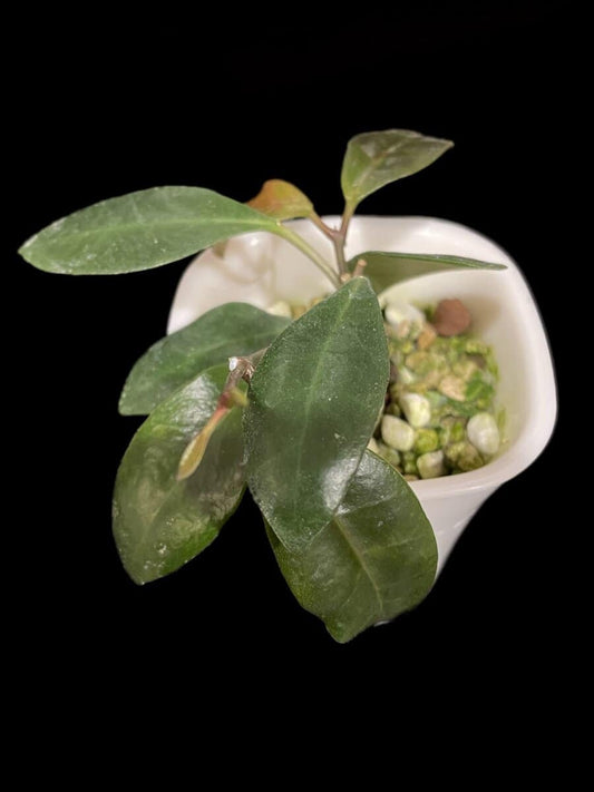 Hoya leticiae image 0