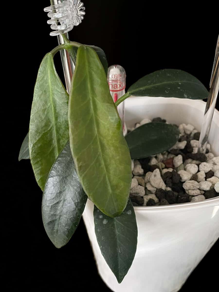 Hoya apoensis image 0