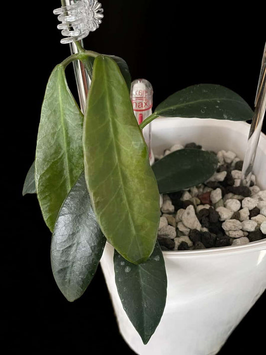 Hoya apoensis image 0
