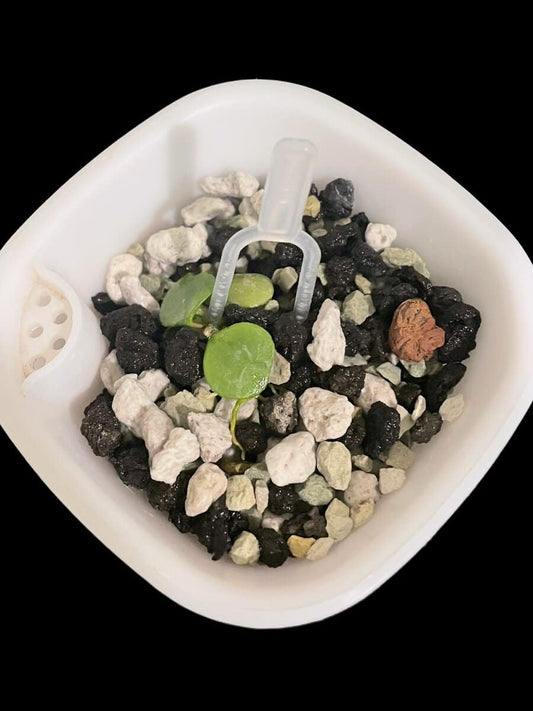 Hoya peltata image 0