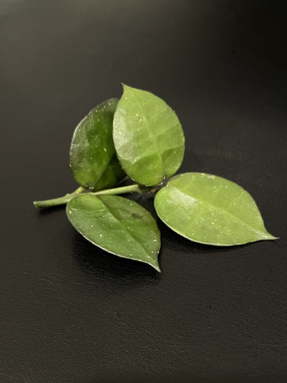 Hoya krohniana (true form)