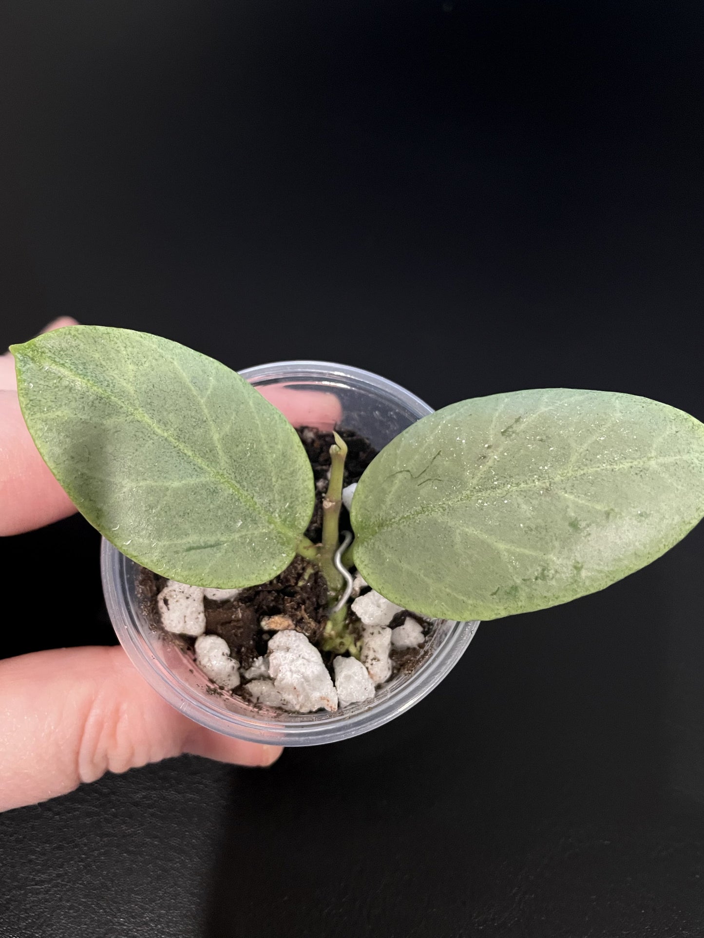 Hoya ‘Cryptic Chrome’ (CML-09-21-A)