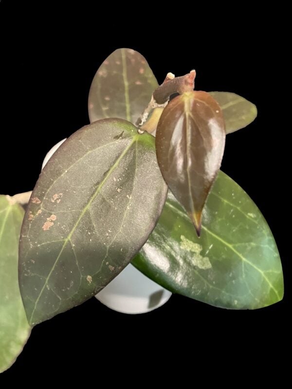 hoya ah ‘black spinel’