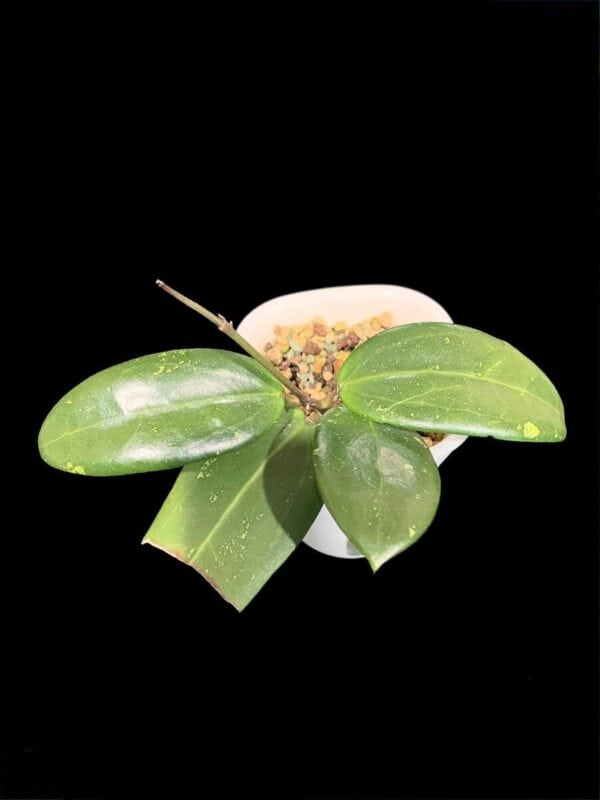 Hoya HLG-040-B (bhutanica x unknown)
