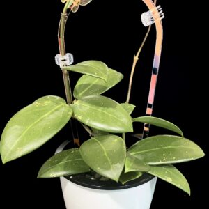 hoya hlg 040 b (bhutanica x unknown)