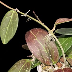 hoya rhm 2313 c