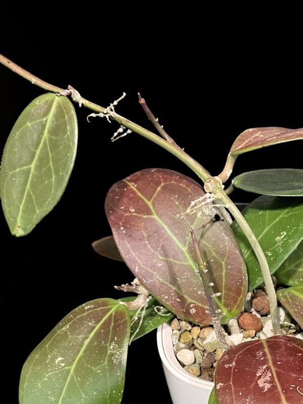 hoya rhm 2313 c