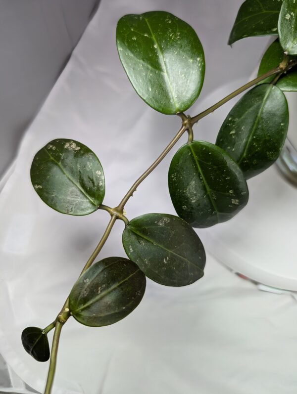 Hoya RHM 2313-C