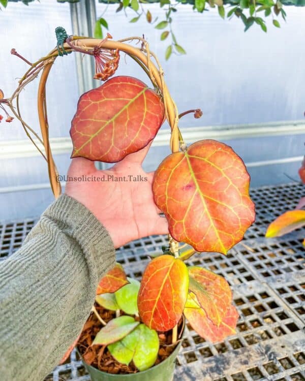 hoya seed002
