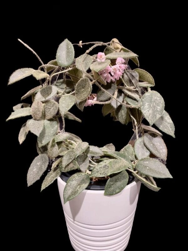 Hoya thomsonii