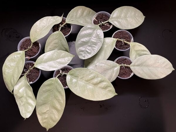 Potted plants with large green leaves on black background.