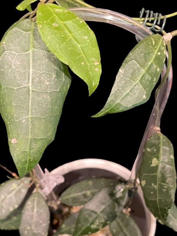 Hoya sp. LIM 04 - Image 2