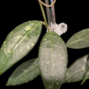 hoya sp. lim 04