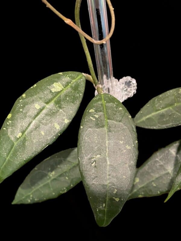 hoya sp. lim 04
