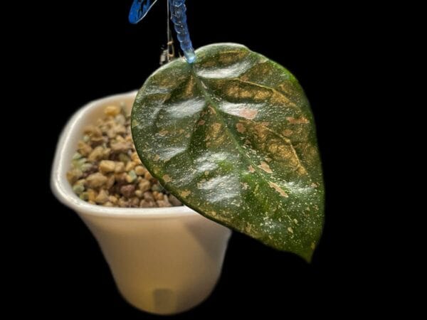 Hoya sp. Lai Chau (splash round leaves)